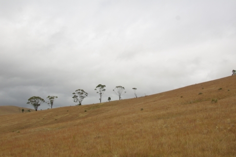 ...zuletzt bleibt karges, steiniges Grasland mit einigen feuerresistenten grossen Eukalyptusbäumen...